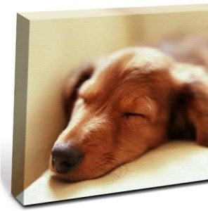 sleeping puppy golden retriever