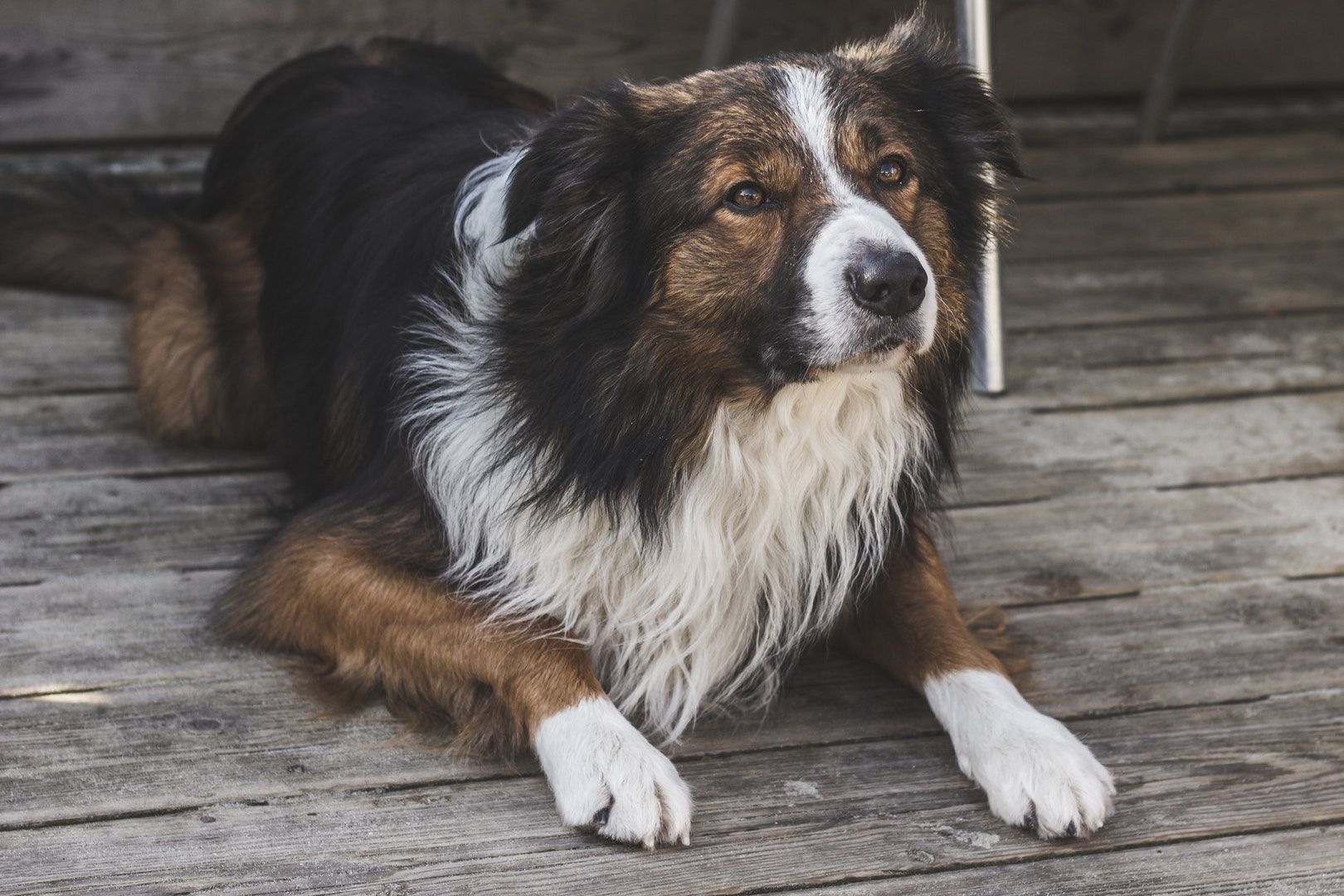 Faithful Friend Dog canvas prints